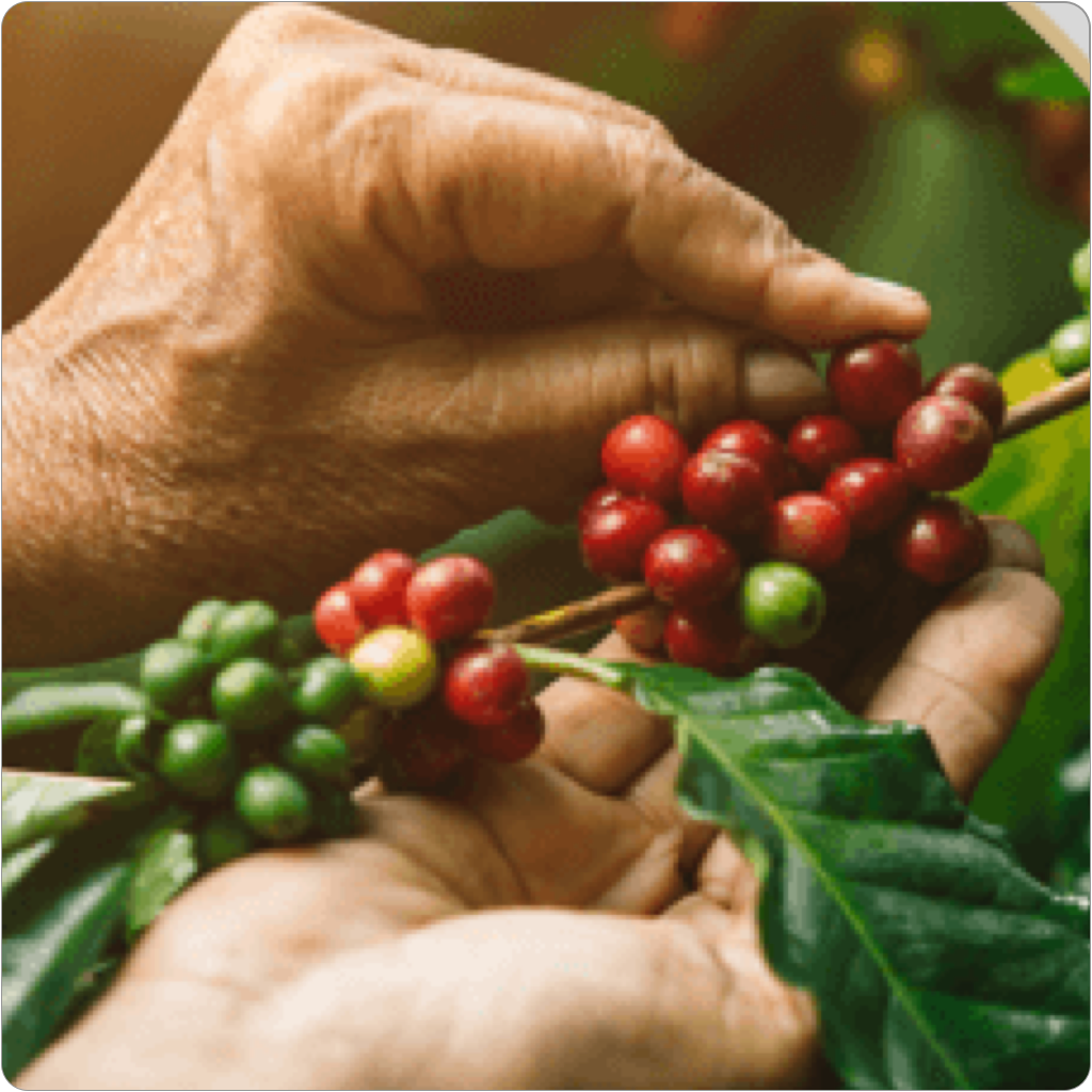 L’approvisionnement en café