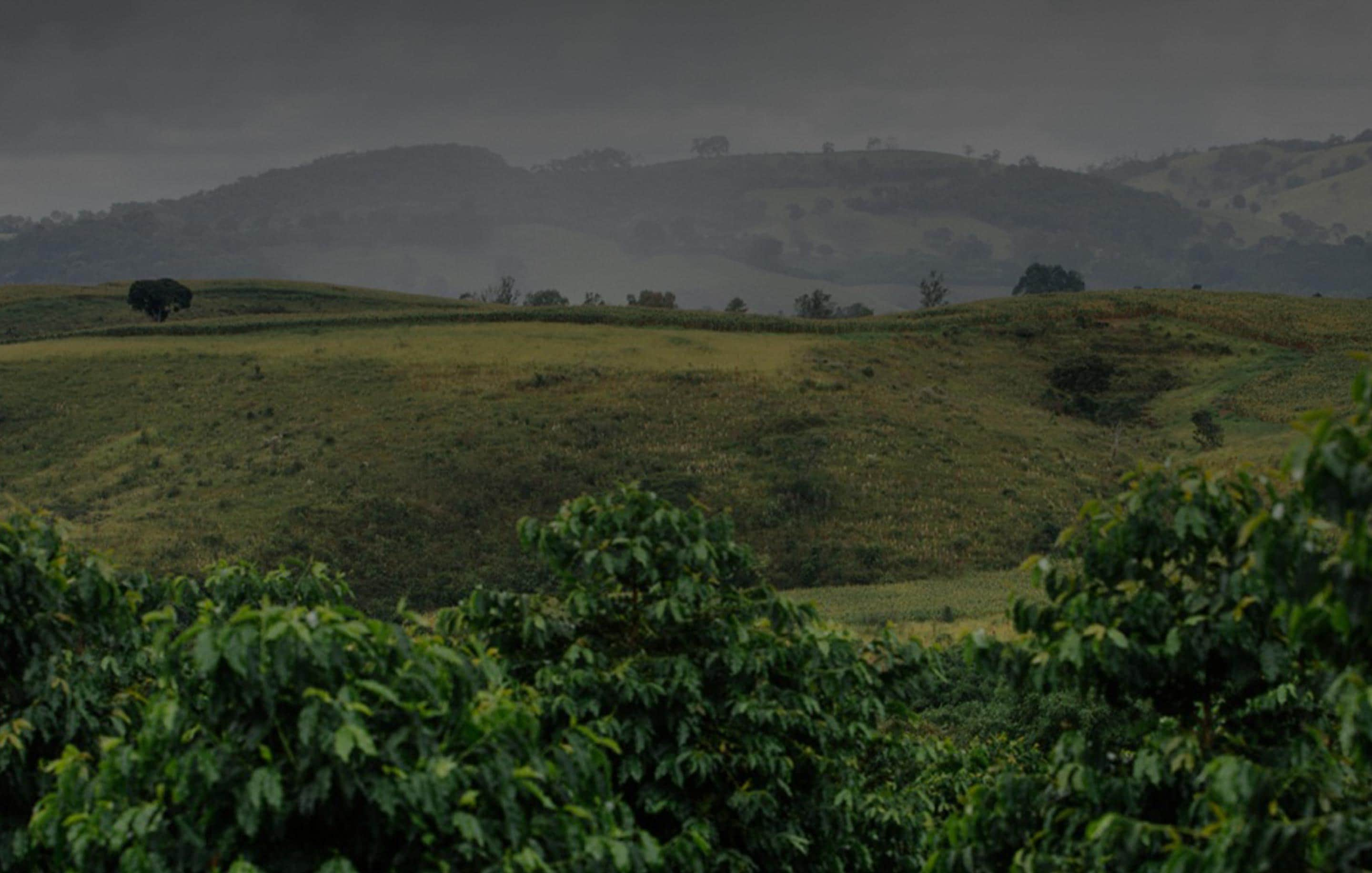 Café et développement durable