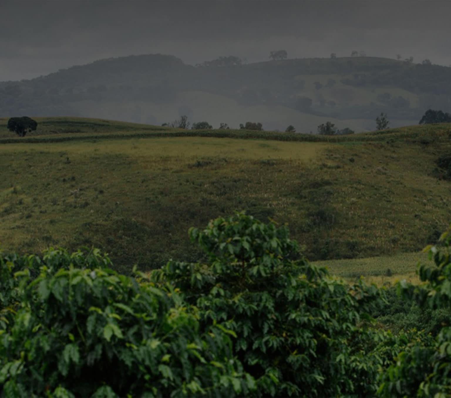 Café et développement durable