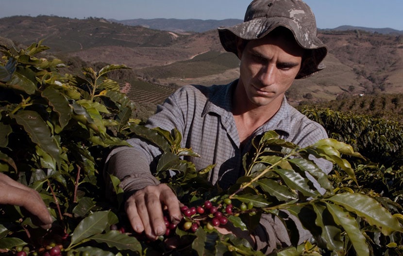 La vie d’un producteur de café de nos jours