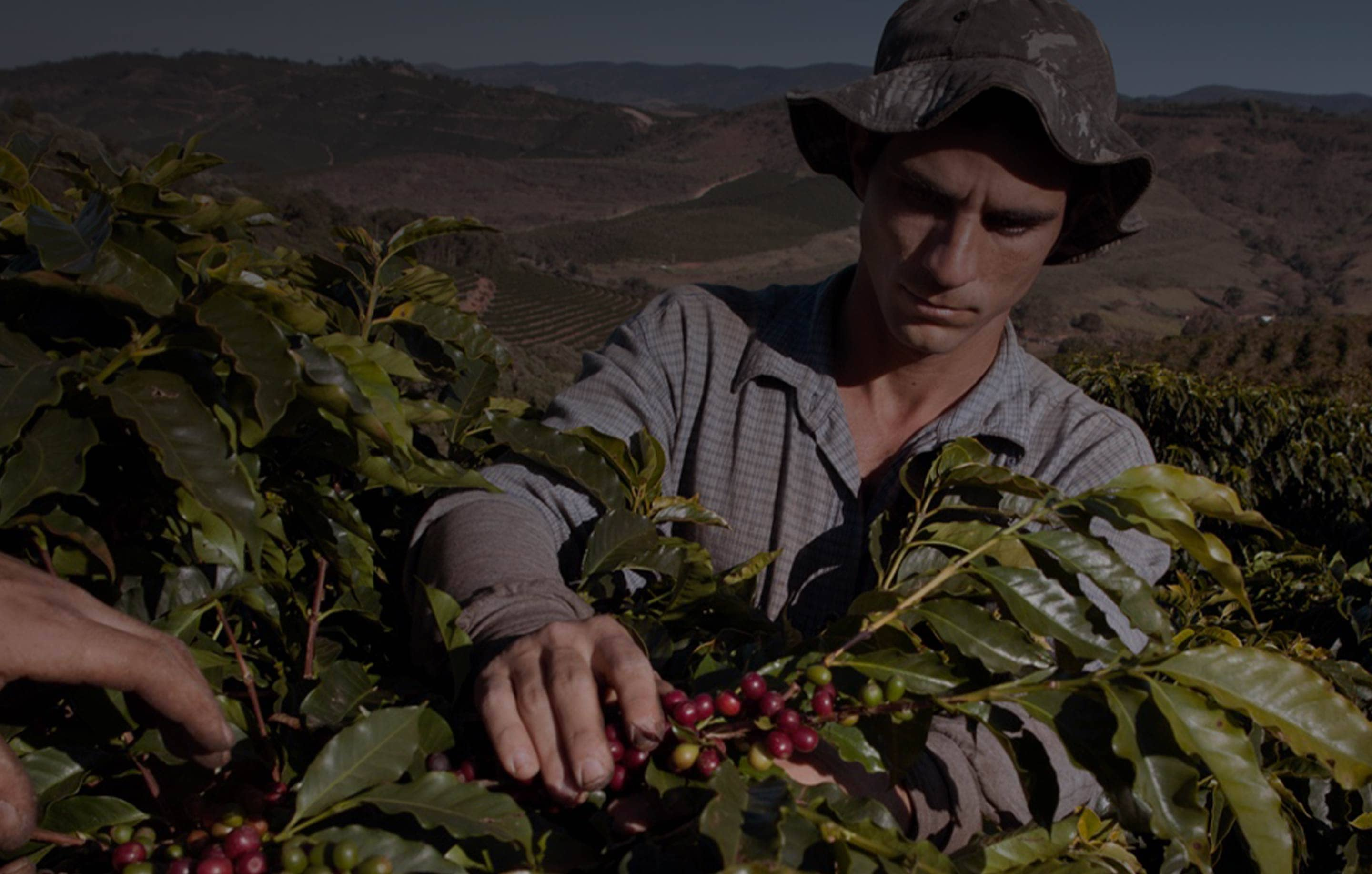 La vie d’un producteur de café