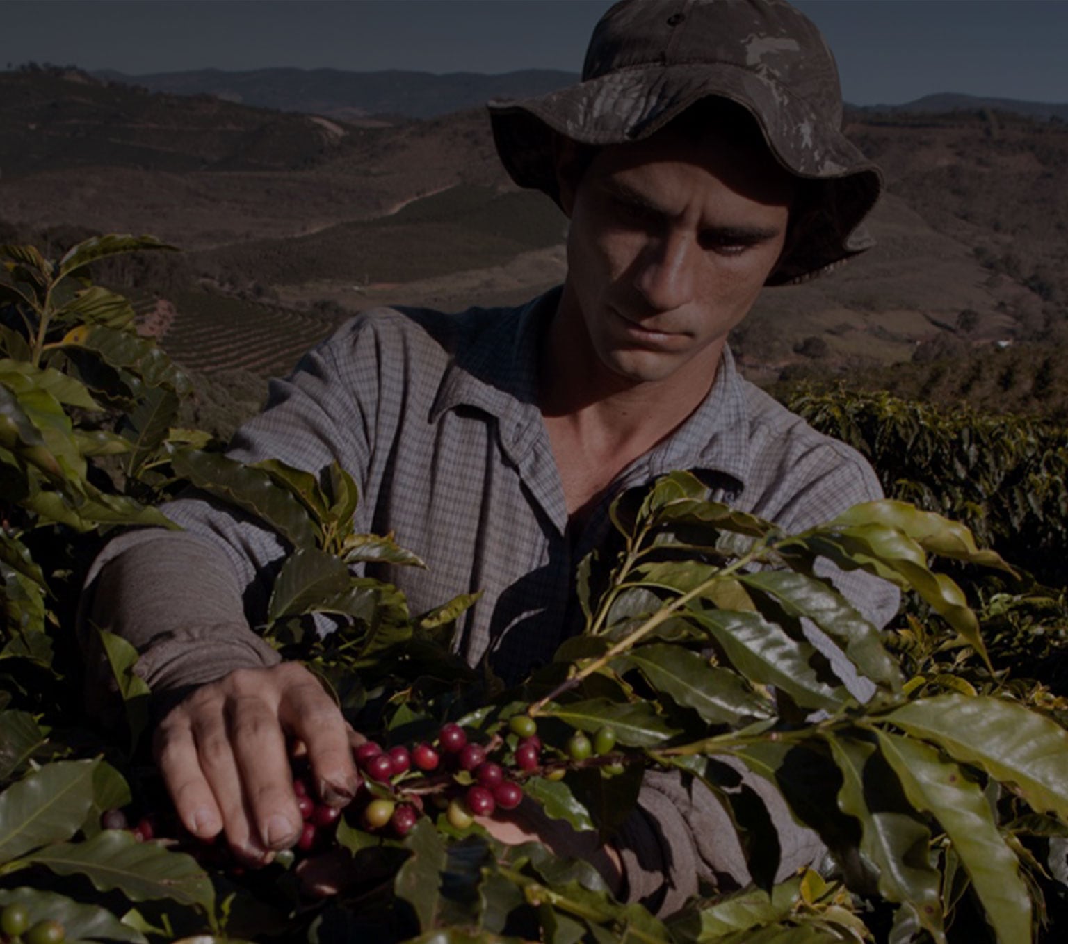 La vie d’un producteur de café