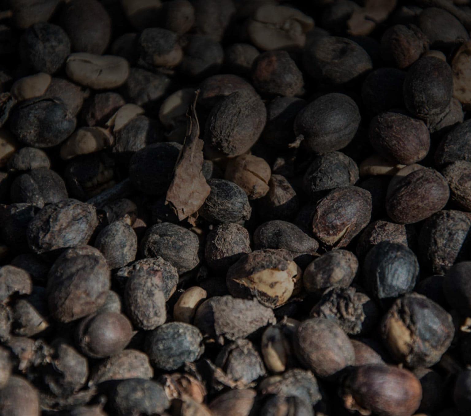 arabica robusta coffee beans