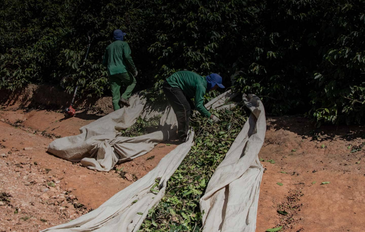 La production du café : des grains jusqu’à la tasse