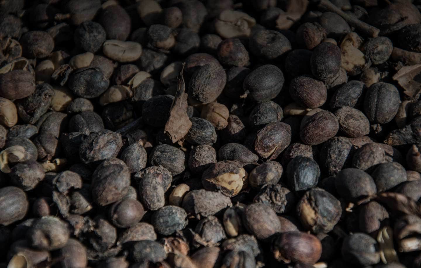 Différence entre les types de café Arabica et Robusta
