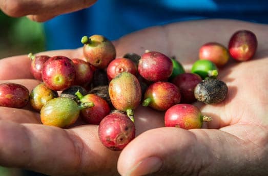 grains d’arabica