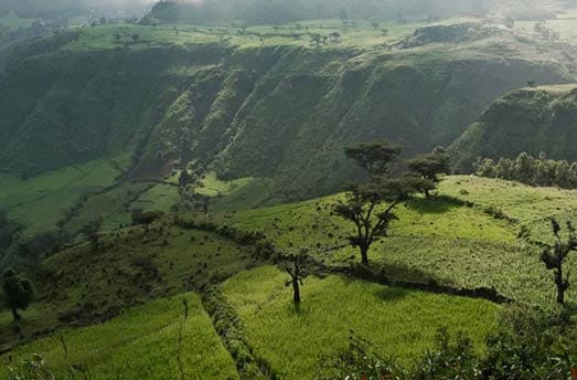 plantations arabes