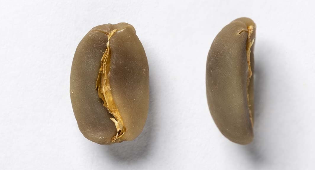  grains de café arabica